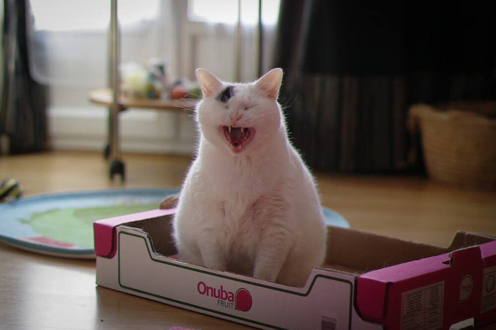 赛道与球场，当布伦森接管F1街道赛，黄蜂在淘汰赛蛰伤魔术