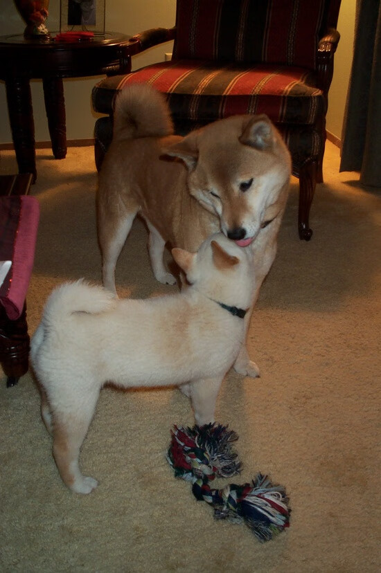 东决关键战焦点战,奥地利力克克罗地亚的战术启示